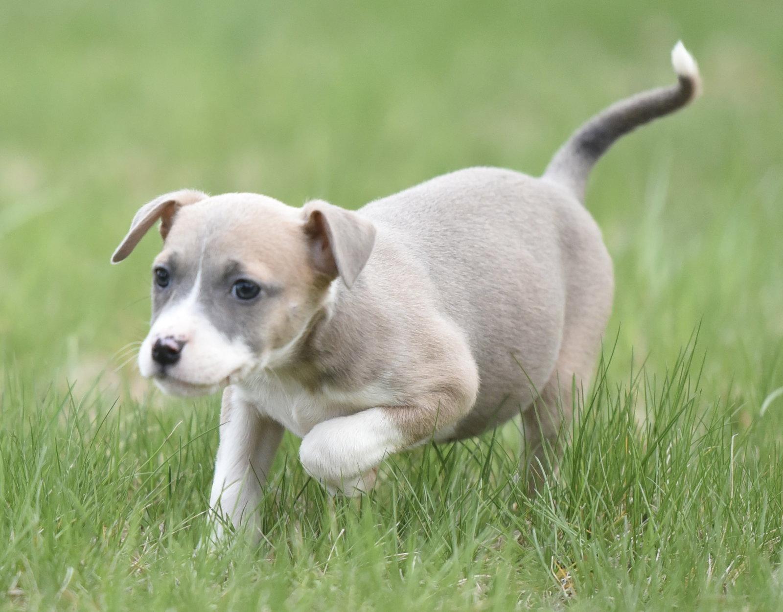 Enlarge Briar, a Adoptable mixed breed in Mechanicsburg, PA image 2/3