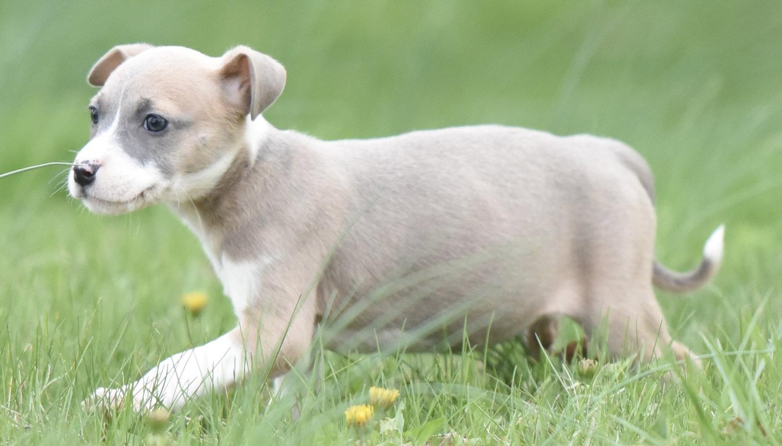 Enlarge Briar, a Adoptable mixed breed in Mechanicsburg, PA image 3/3
