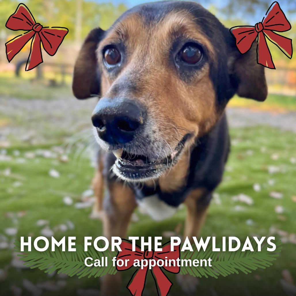 Enlarge Shelby, a Adoptable Mixed Breed in Milton, FL image 1/3