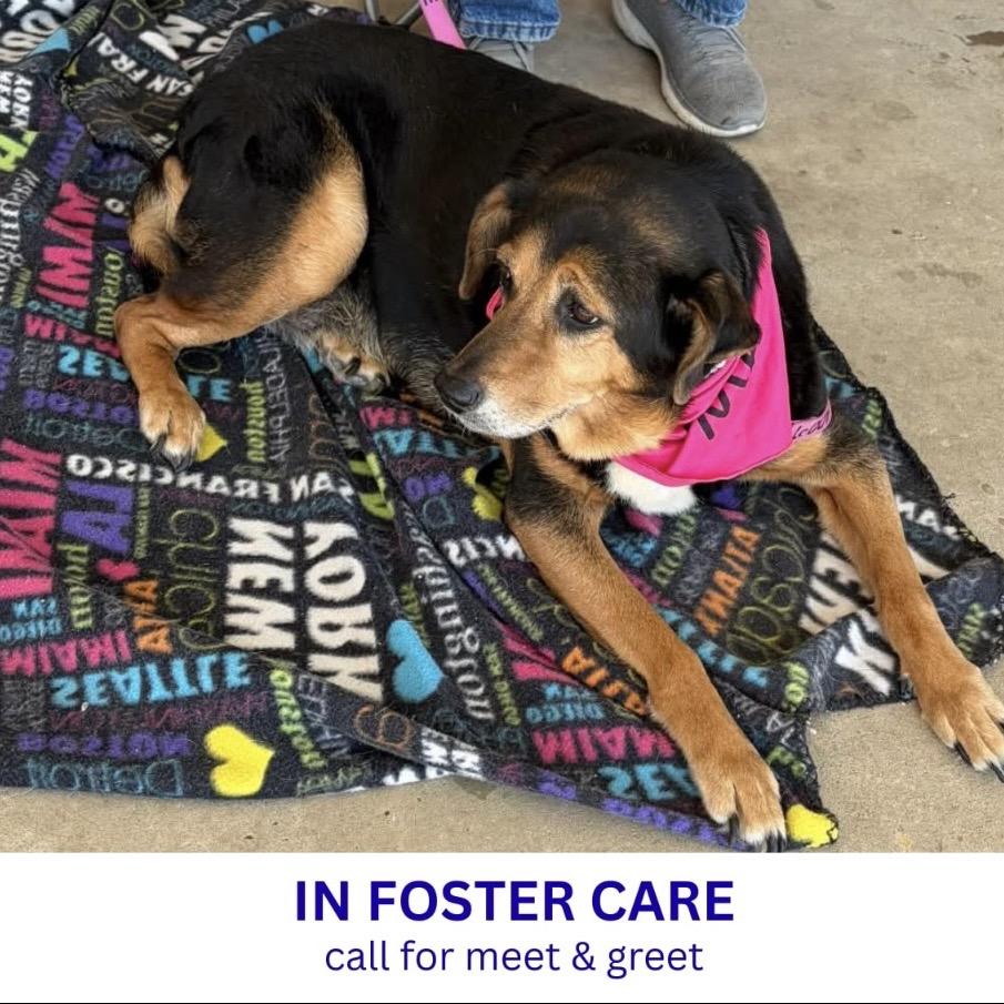 Enlarge Shelby, a Adoptable Mixed Breed in Milton, FL image 2/2