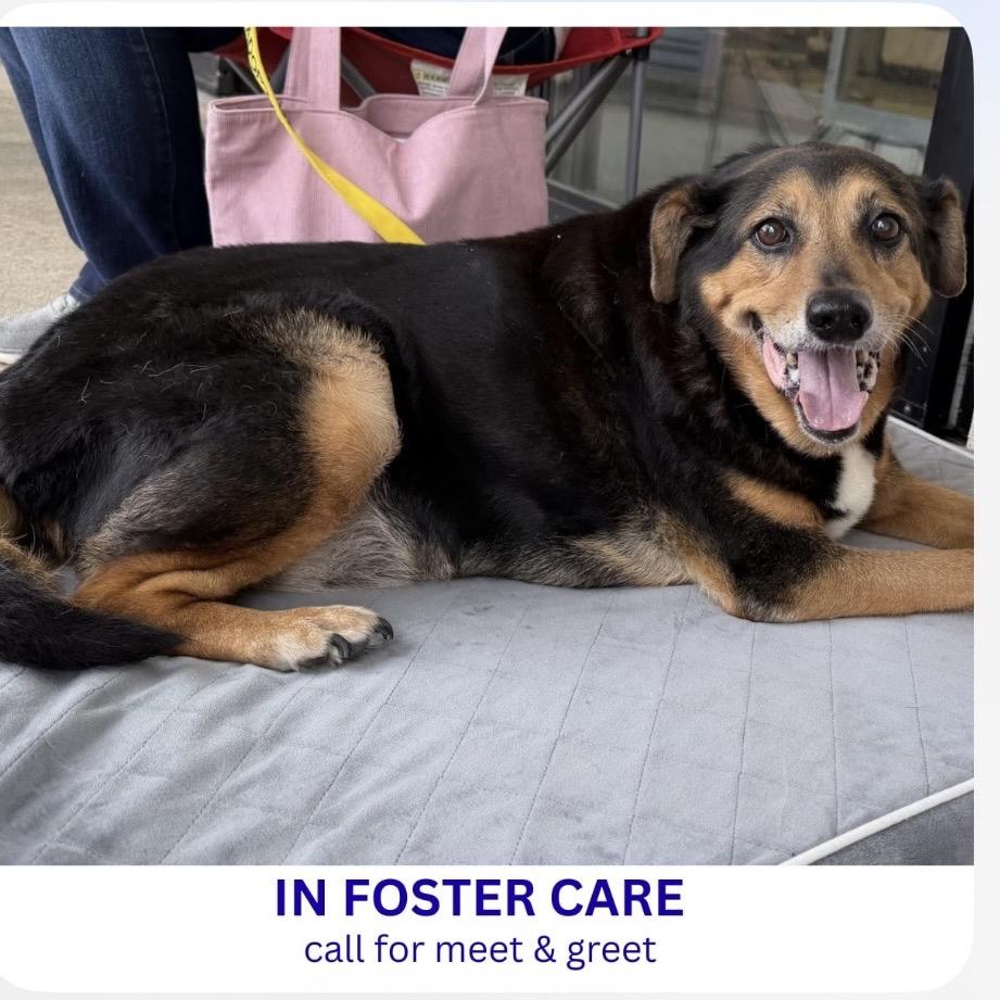 Enlarge Shelby, a Adoptable Mixed Breed in Milton, FL image 3/3