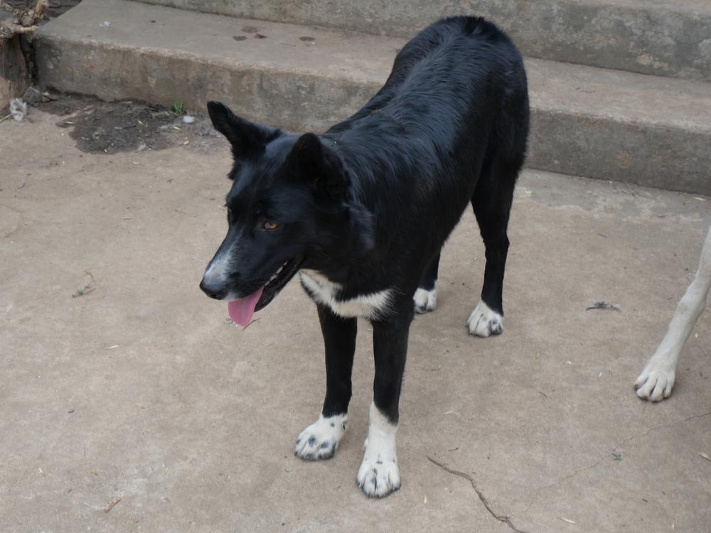 Cary, a Adoptable mixed breed in Boulder, CO image 2/6