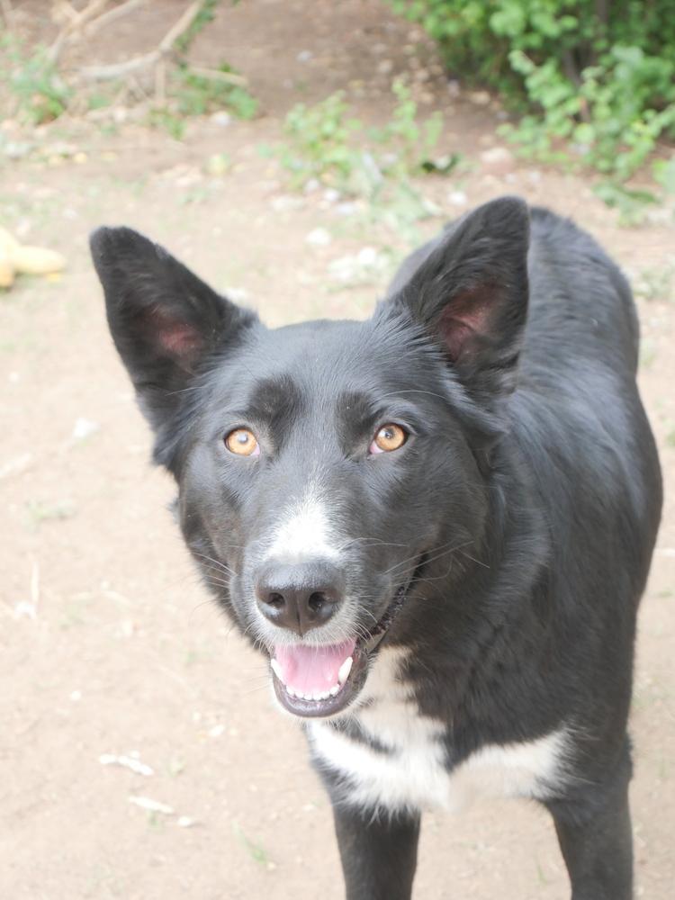 Cary, a Adoptable mixed breed in Boulder, CO image 1/6