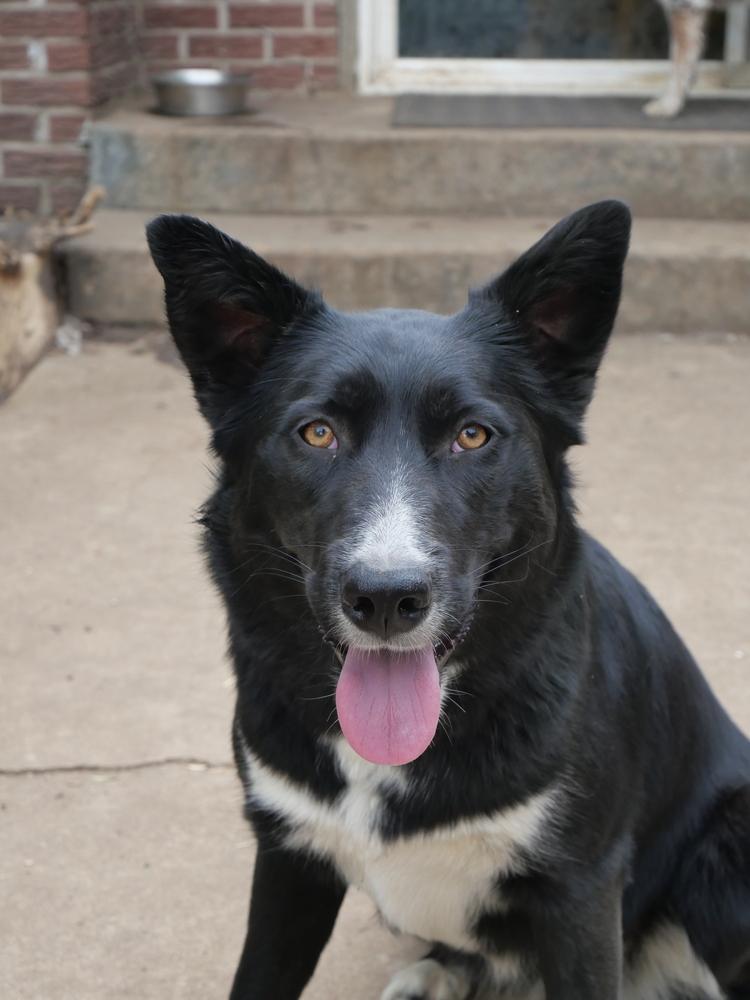 Cary, a Adoptable mixed breed in Boulder, CO image 3/6