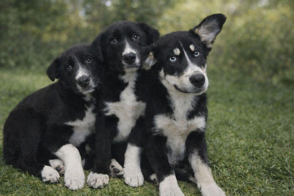 Enlarge Cary, a Adoptable mixed breed in Boulder, CO image 2/6