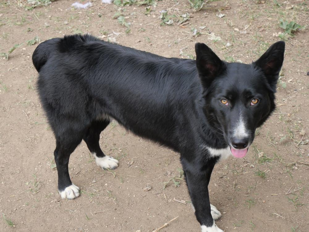 Cary, a Adoptable mixed breed in Boulder, CO image 5/6