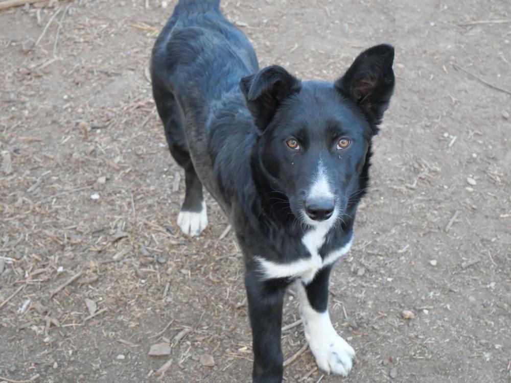 Enlarge Cary, a Adoptable mixed breed in Boulder, CO image 3/6