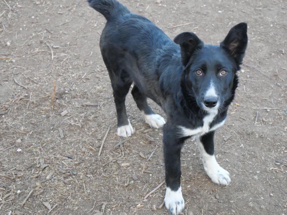 Enlarge Cary, a Adoptable mixed breed in Boulder, CO image 4/6