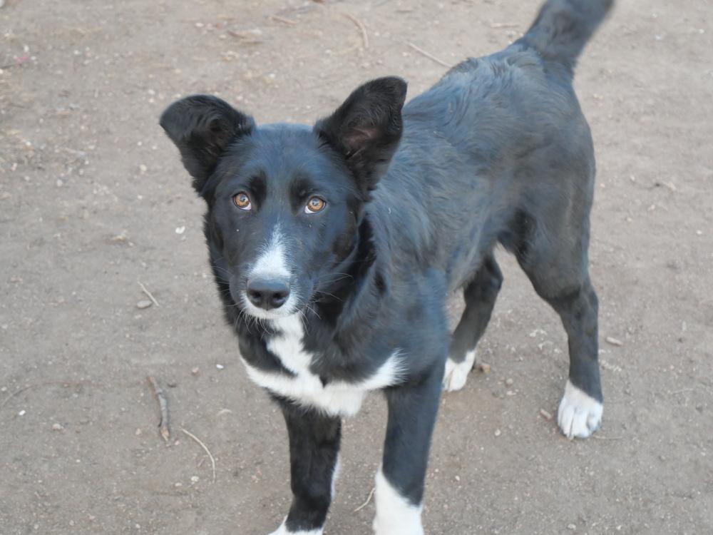 Enlarge Cary, a Adoptable mixed breed in Boulder, CO image 5/6