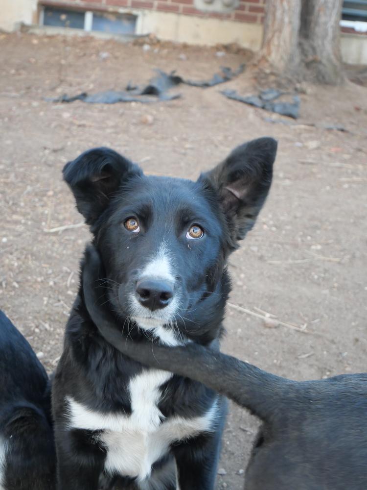 Cary, a Adoptable mixed breed in Boulder, CO image 1/6