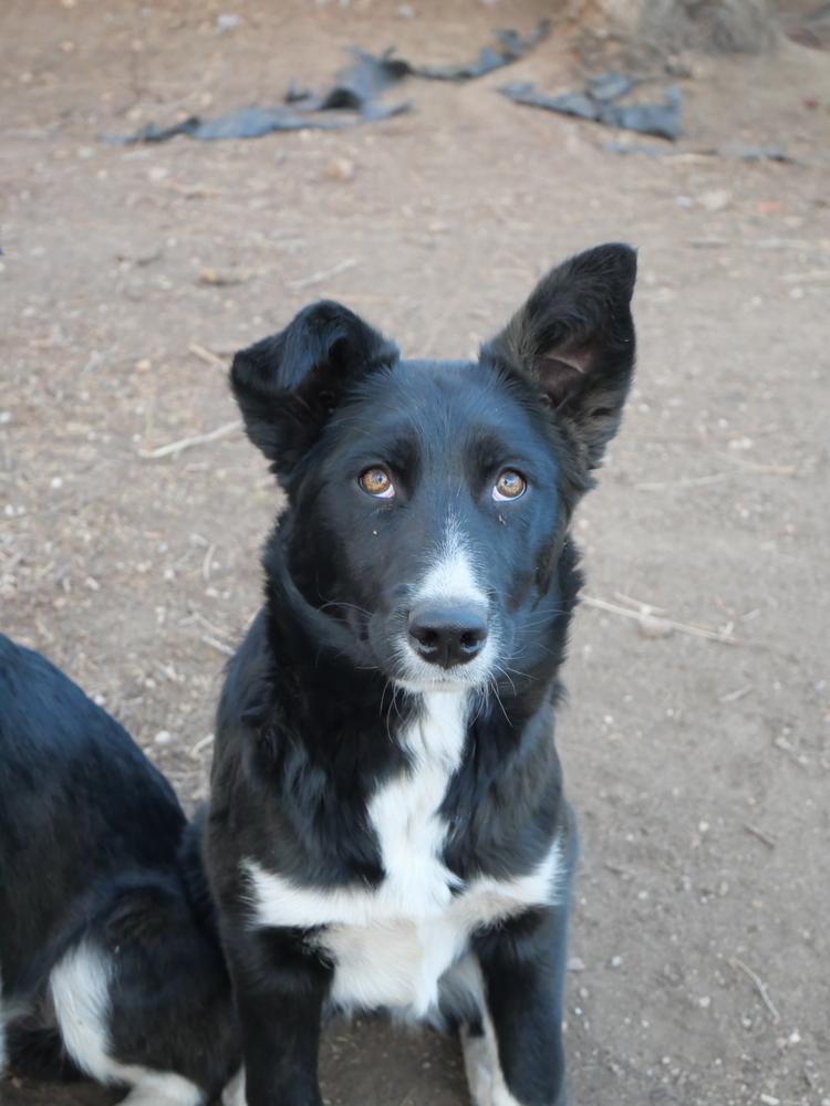 Enlarge Cary, a Adoptable mixed breed in Boulder, CO image 1/6
