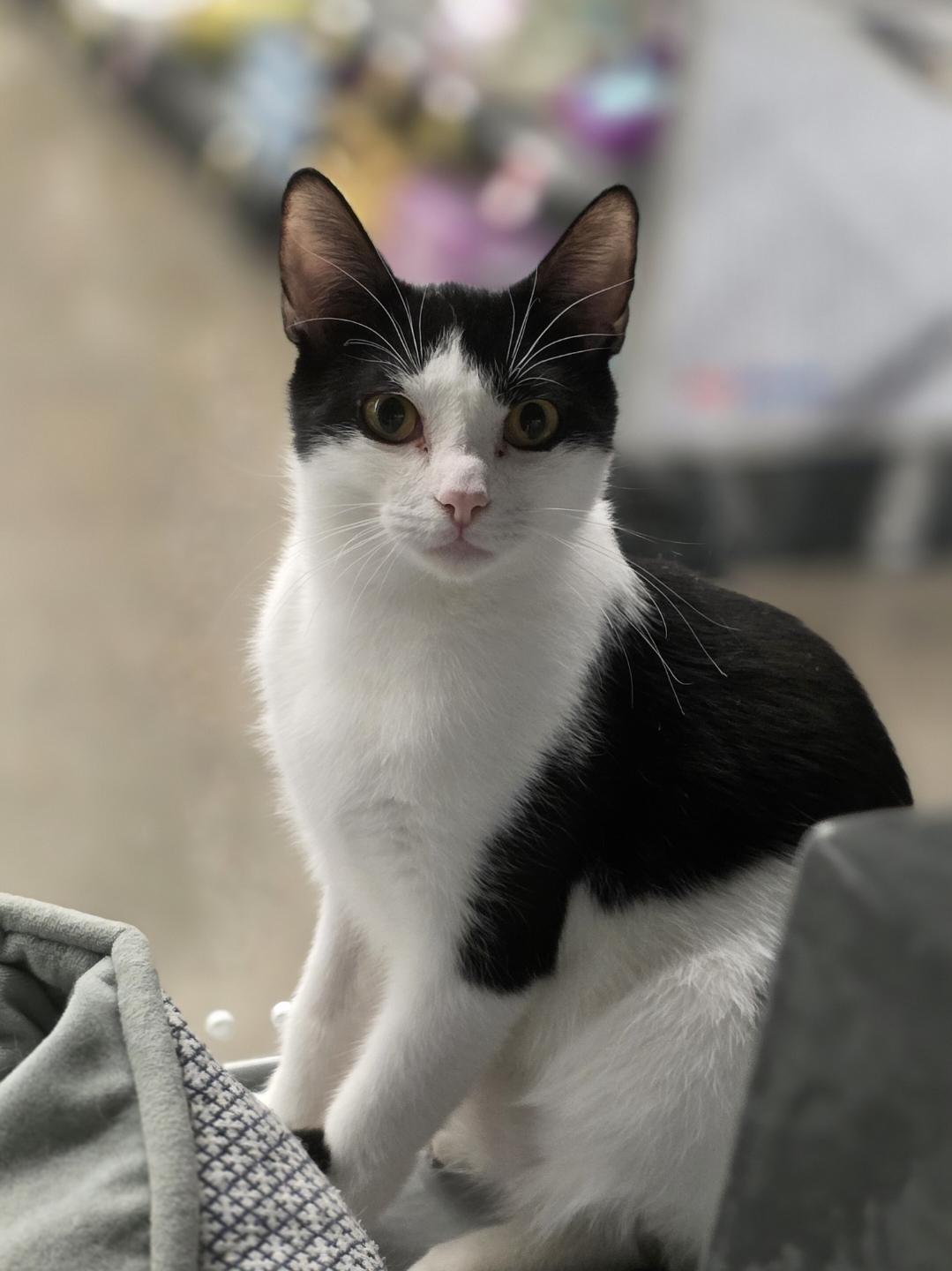 Enlarge Charlie, a Adoptable mixed breed in Lindstrom , MN image 3/3