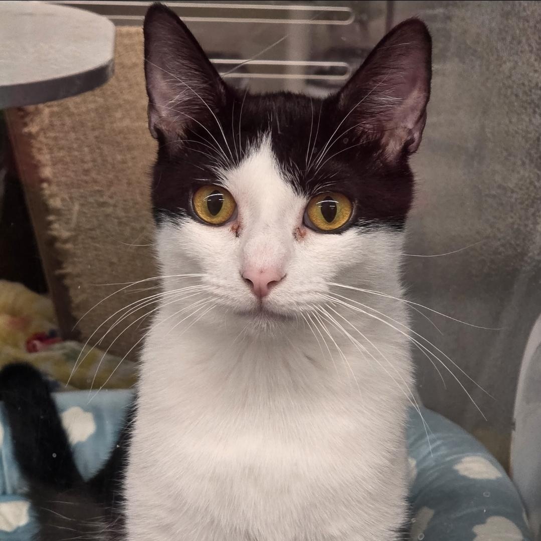 Enlarge Charlie, a Adoptable mixed breed in Lindstrom , MN image 1/3