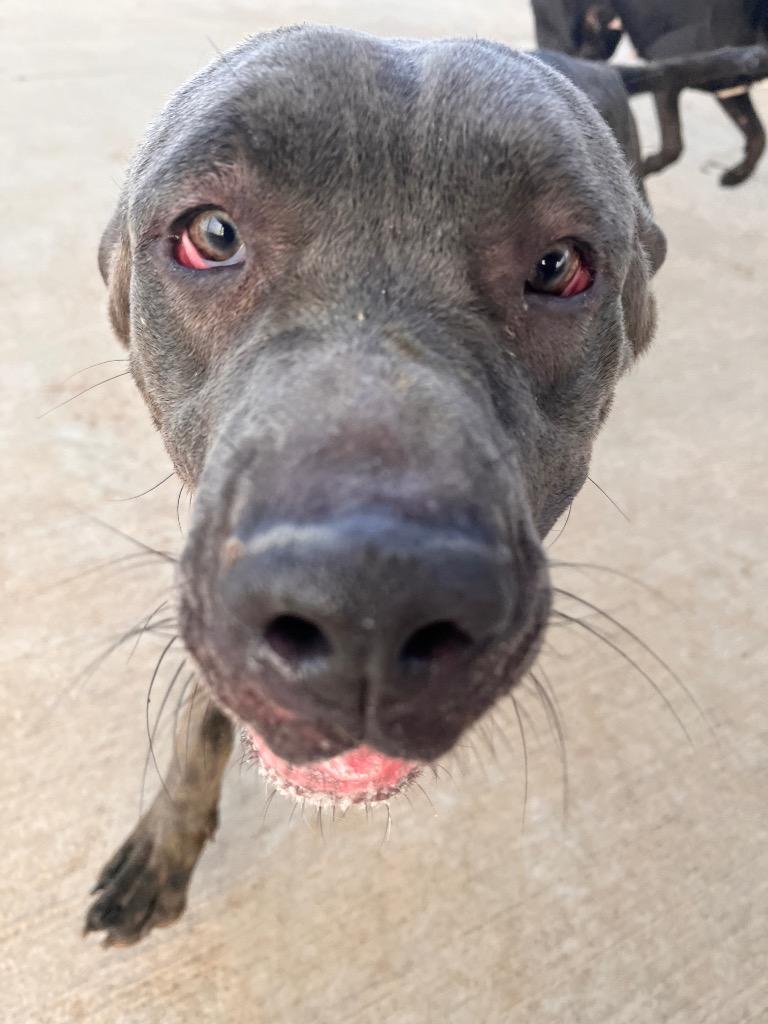 Ruth, Adoptable, Adult Female Cane Corso.