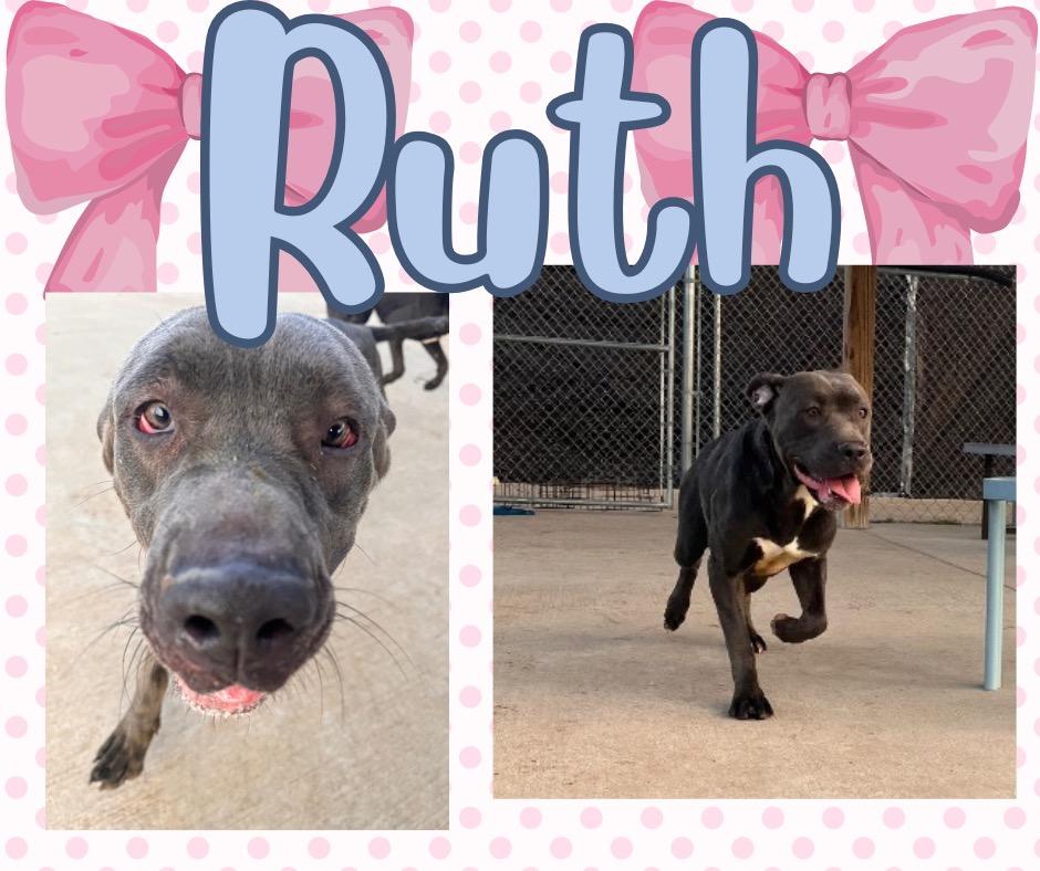 Enlarge Ruth, a Adoptable mixed breed in Hopkinsville, KY image 2/4