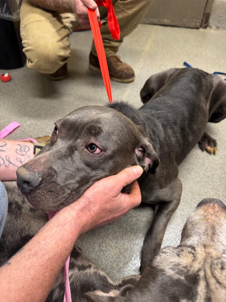 Enlarge Ruth, a Adoptable mixed breed in Hopkinsville, KY image 3/4