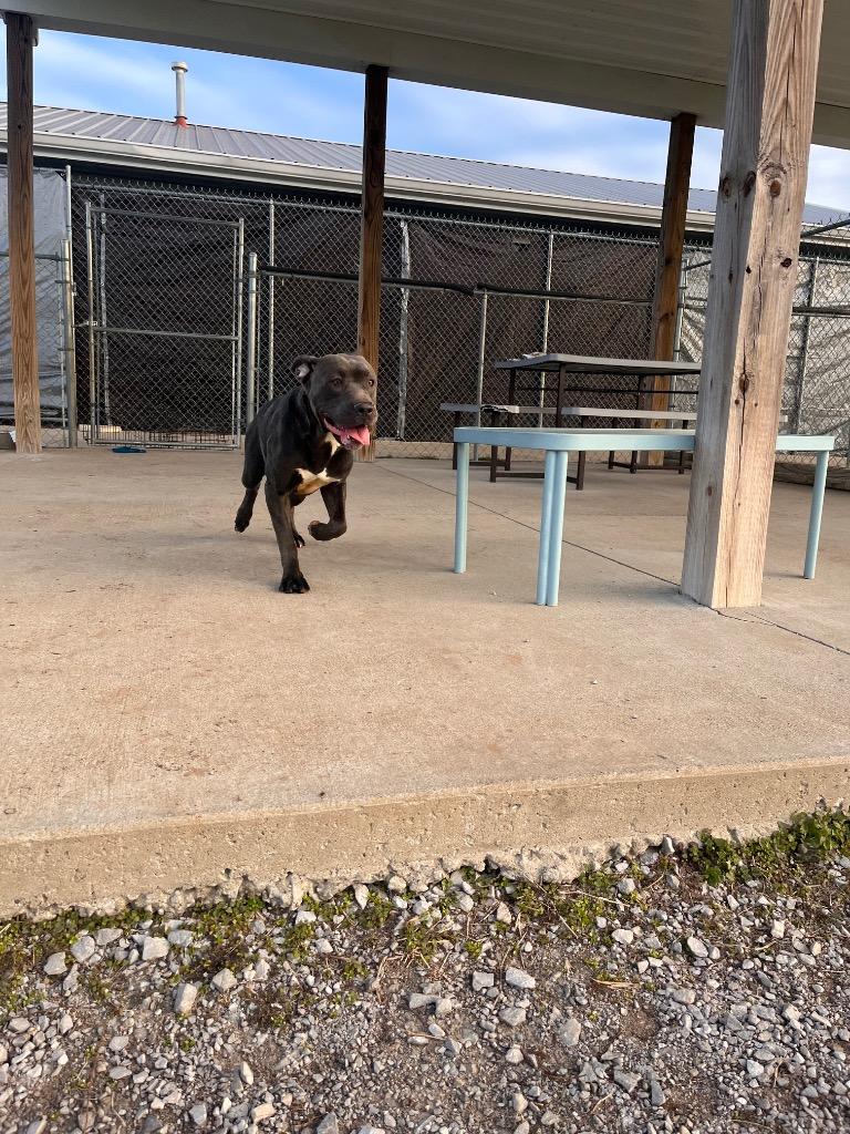 Enlarge Ruth, a Adoptable mixed breed in Hopkinsville, KY image 4/4