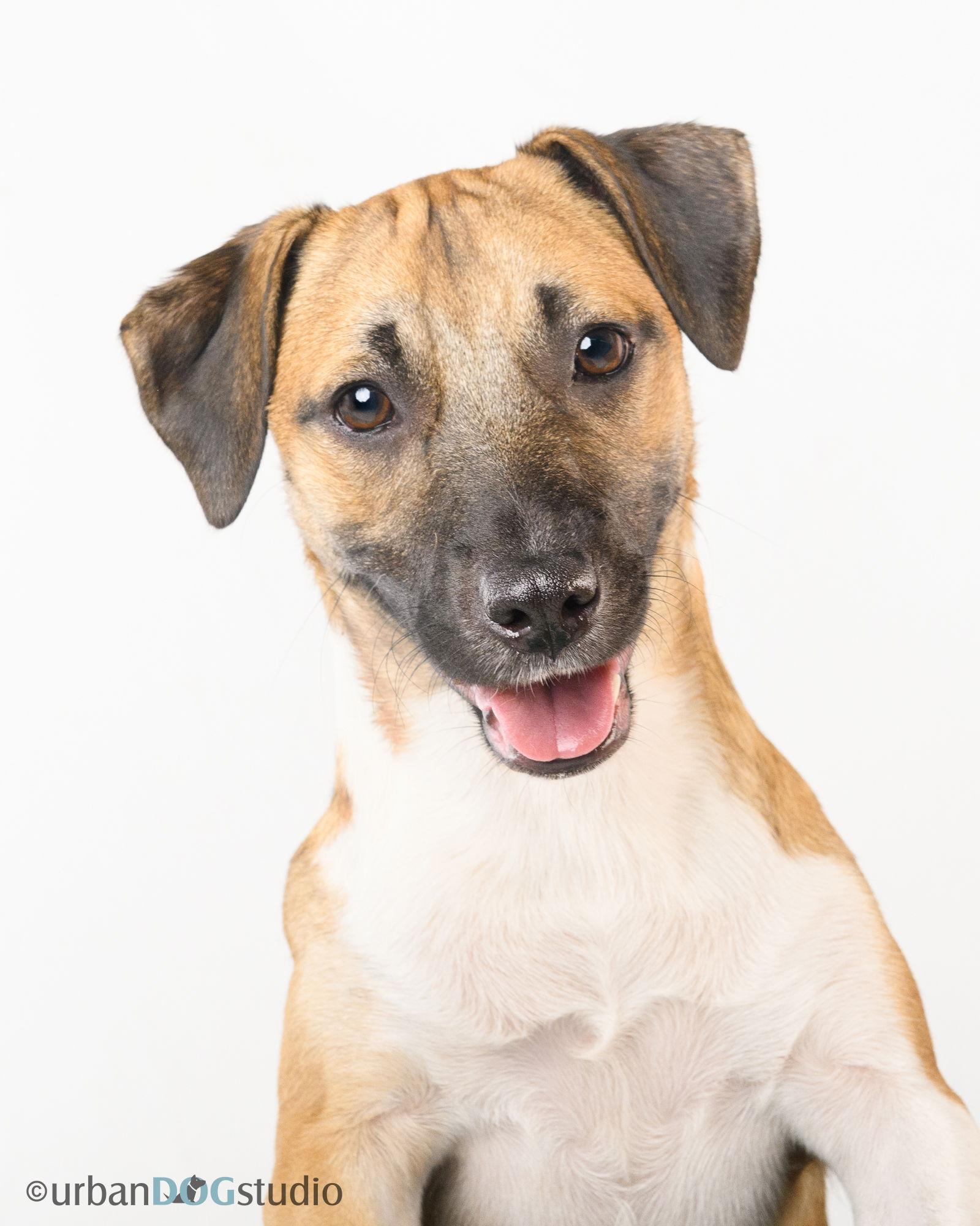 Ghee - F, a Adoptable mixed breed in Tampa, FL image 2/3