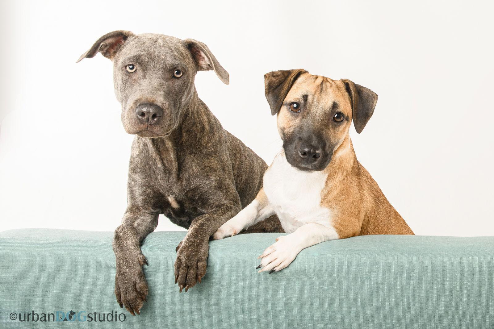 Ghee - F, a Adoptable mixed breed in Tampa, FL image 3/3