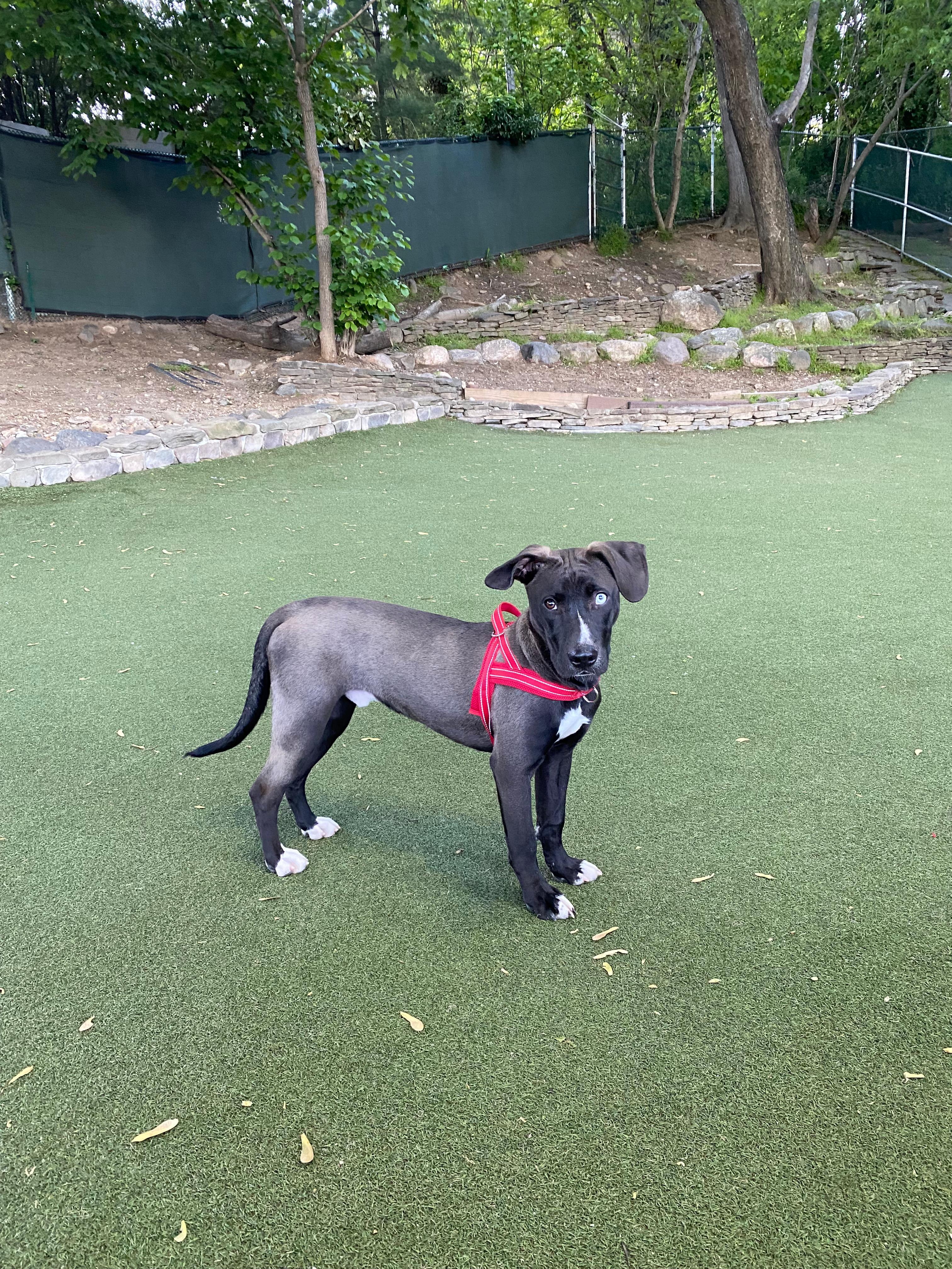 Enlarge Bowie, a ADOPTABLE mixed breed in New York, NY image 4/4