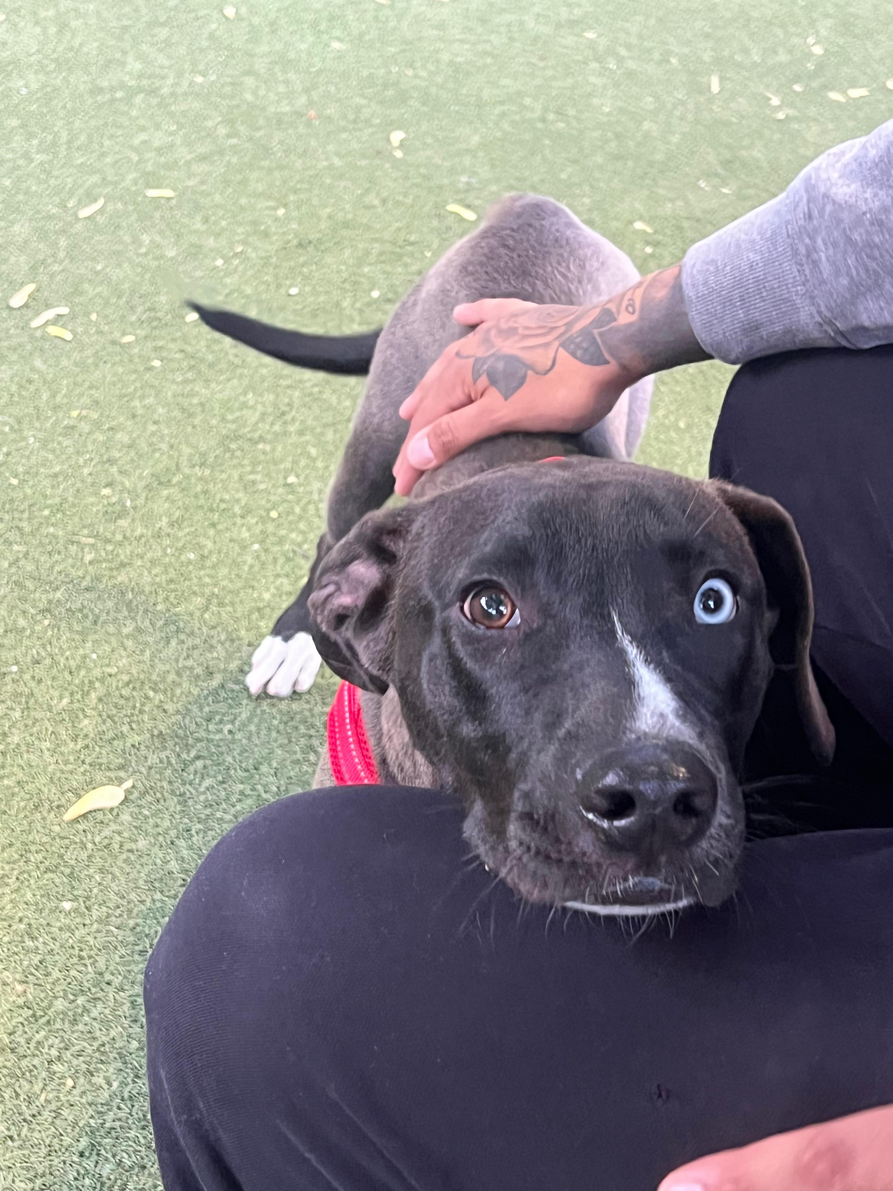 Enlarge Bowie, a ADOPTABLE mixed breed in New York, NY image 2/4