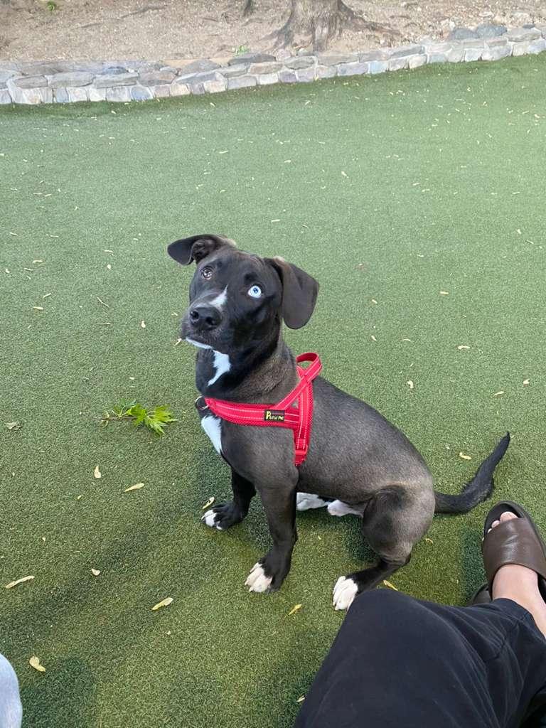 Bowie, ADOPTABLE, Puppy Male Husky.
