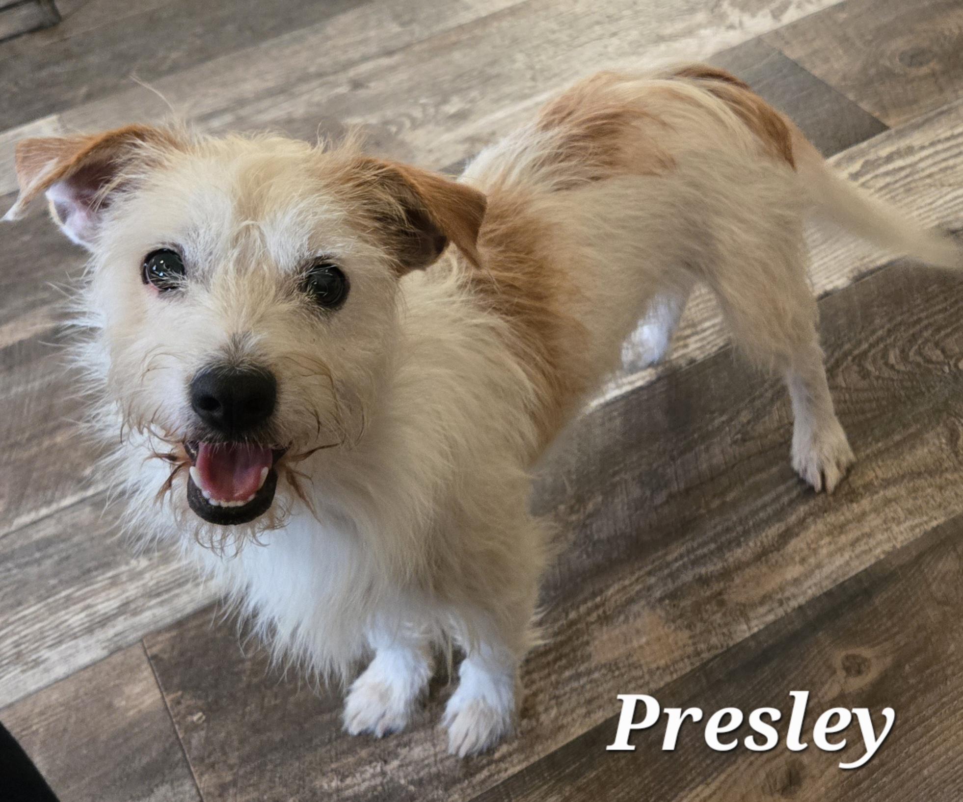 Enlarge Presley , a ADOPTABLE mixed breed in Austin, TX image 1/2