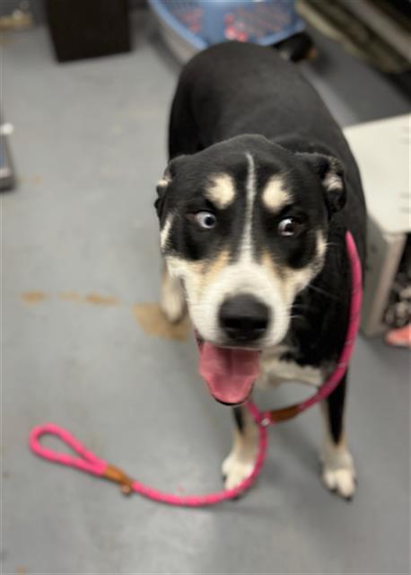 Enlarge BUDDY, a Adoptable mixed breed in Peoria, IL image 1/1