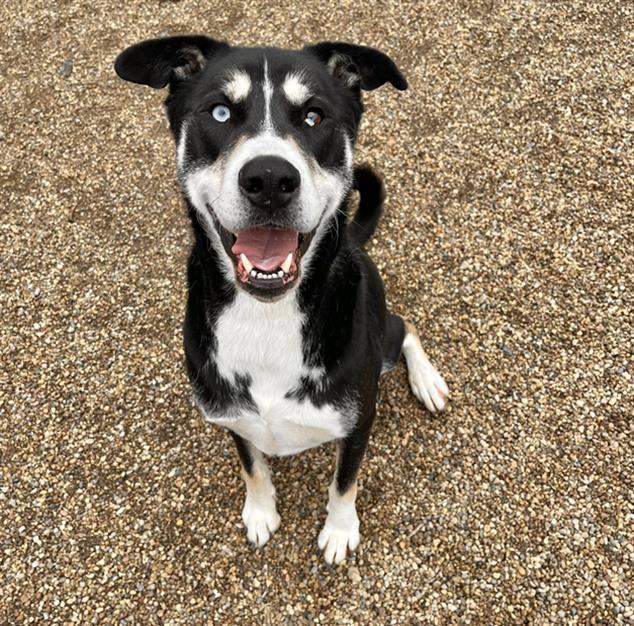 BUDDY, Adoptable, Adult Male Husky & Mixed Breed.