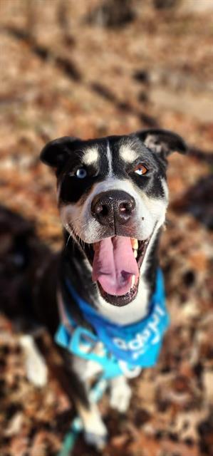 BUDDY, Adoptable, Adult Male Husky & Mixed Breed.