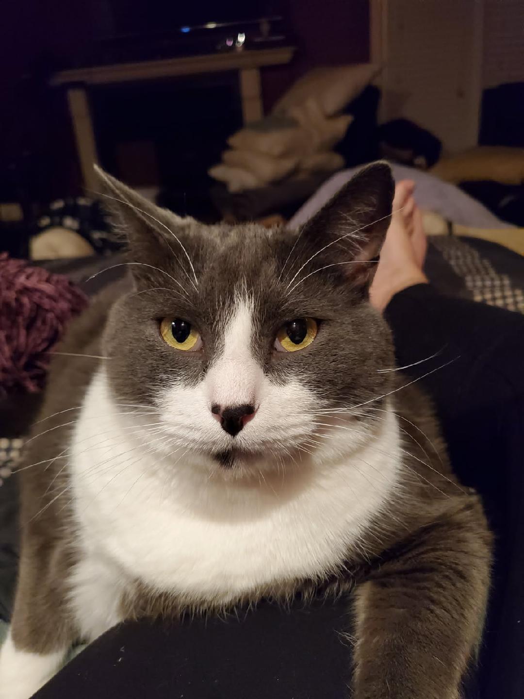 Chloe, Adoptable, Adult Female Domestic Medium Hair.