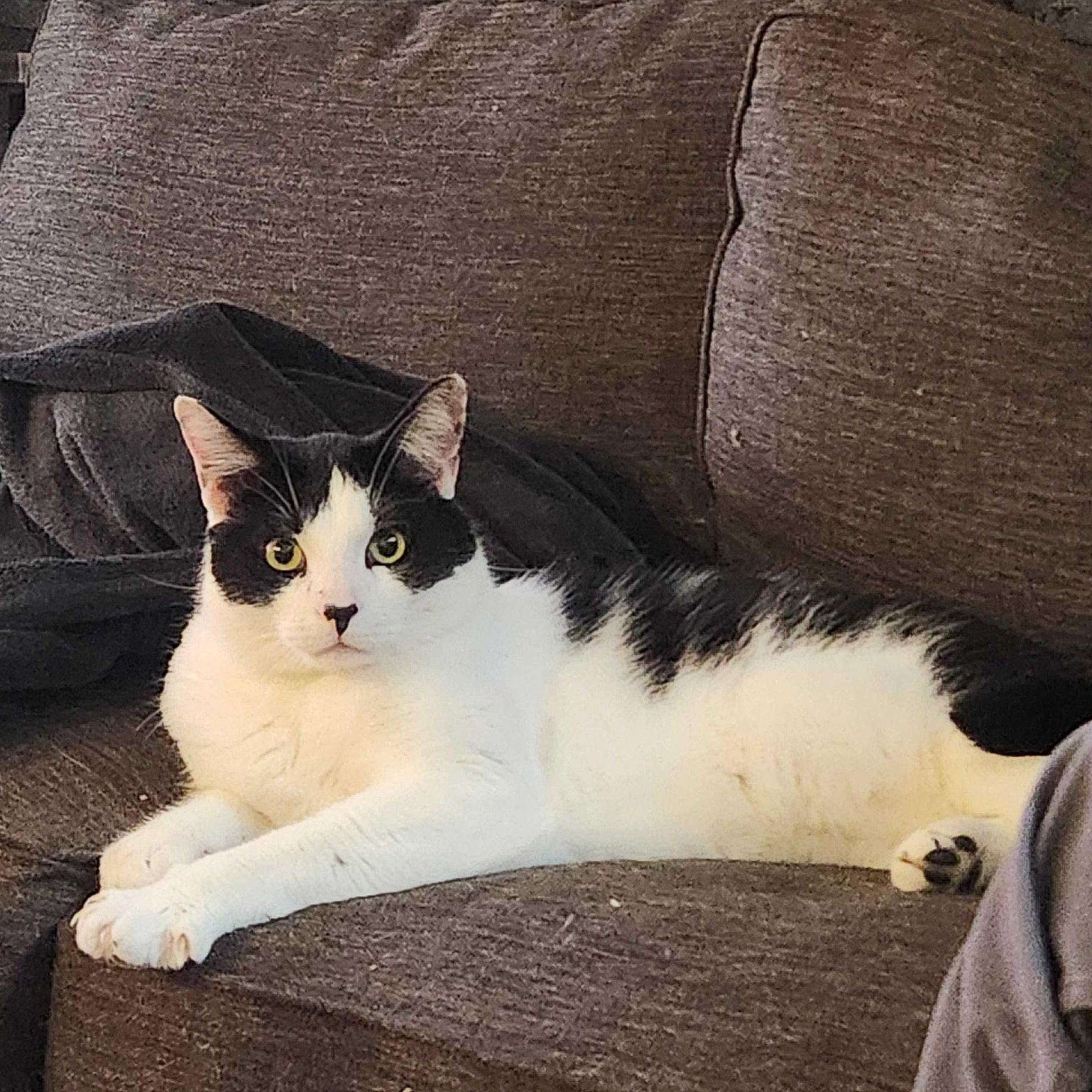 Dakota, ADOPTABLE, Adult Male Domestic Short Hair.