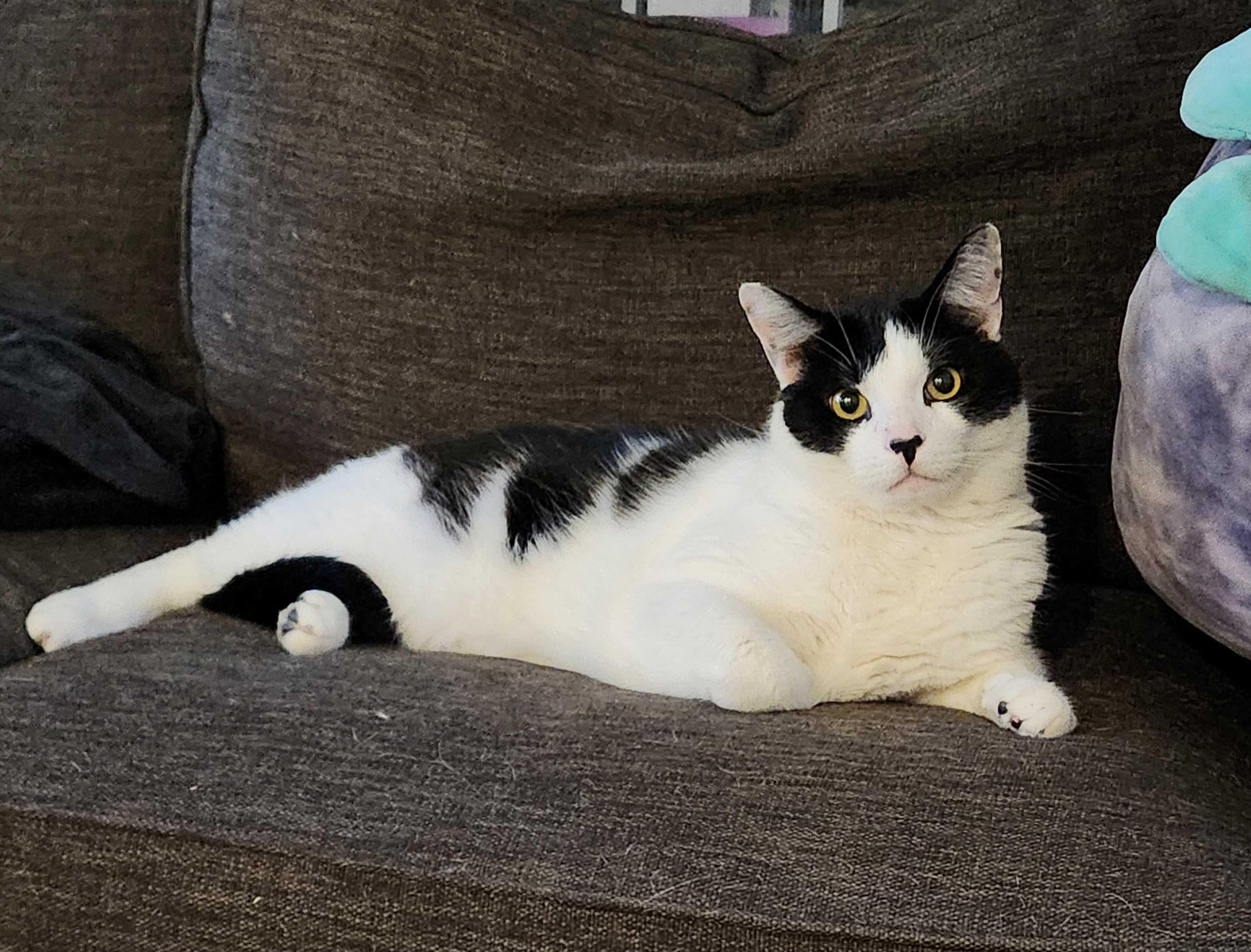 Enlarge Dakota, a ADOPTABLE Domestic Short Hair in Seattle, WA image 2/6