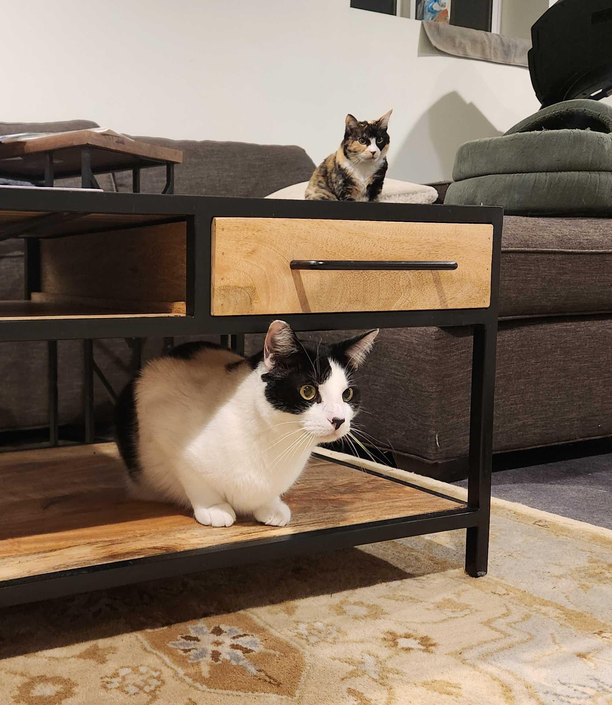 Enlarge Dakota, a ADOPTABLE Domestic Short Hair in Seattle, WA image 6/6