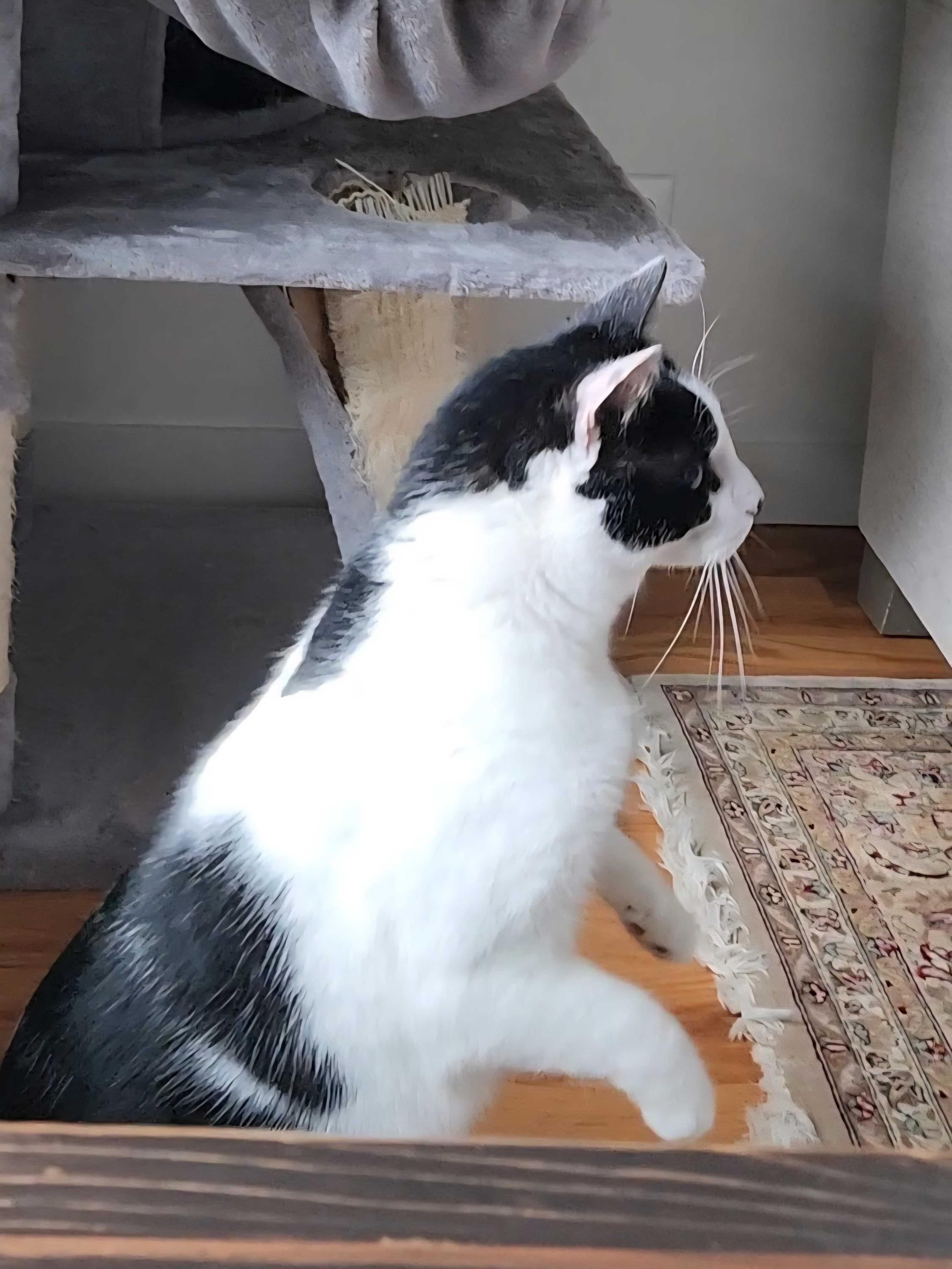 Enlarge Dakota, a ADOPTABLE Domestic Short Hair in Seattle, WA image 4/6