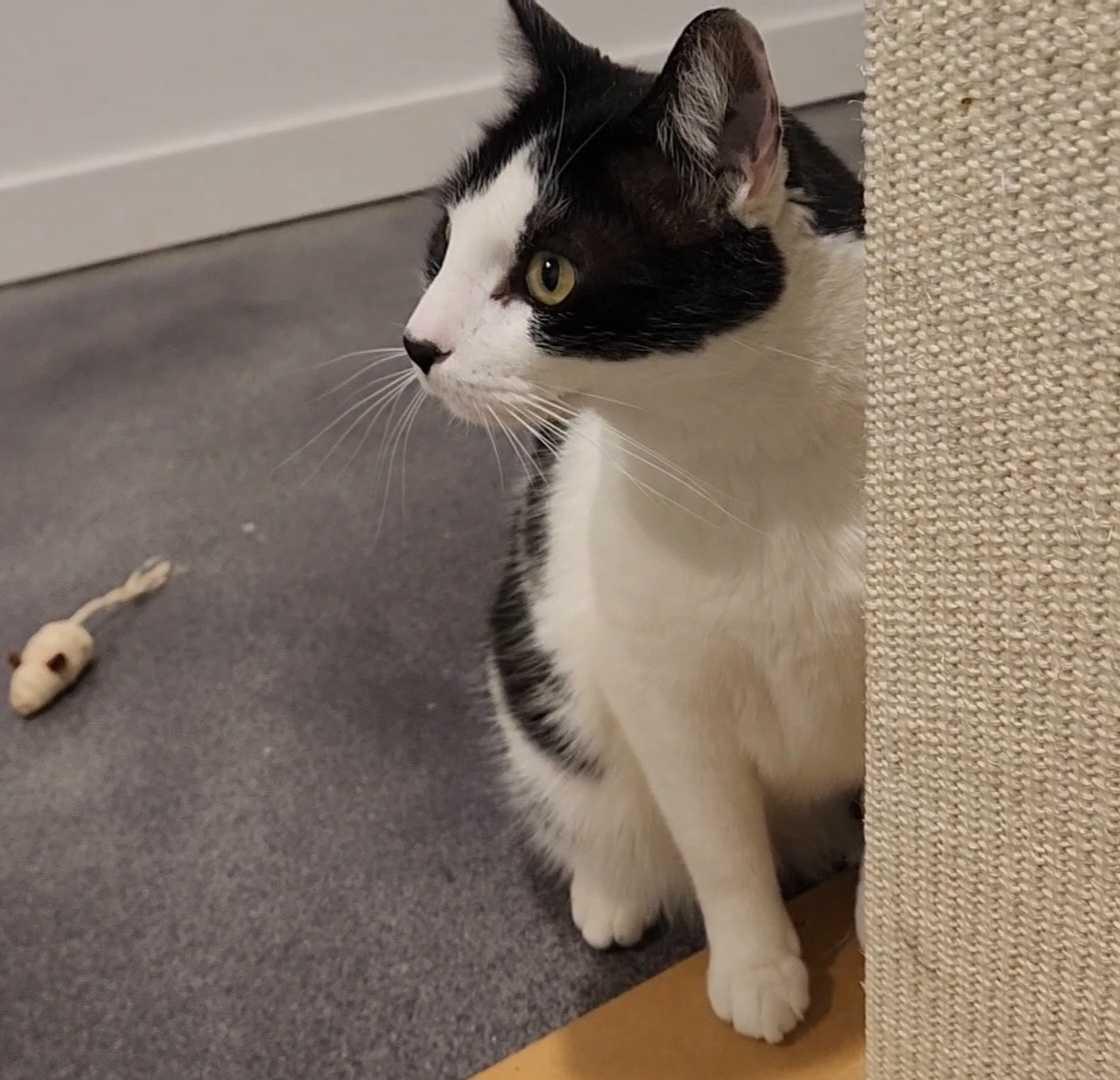 Enlarge Dakota, a ADOPTABLE Domestic Short Hair in Seattle, WA image 5/6