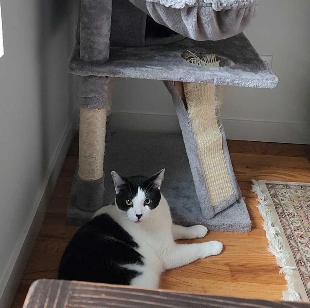 Enlarge Dakota, a ADOPTABLE Domestic Short Hair in Seattle, WA image 3/6