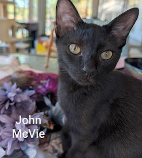 Enlarge John McVie - sweetest kitten ever with a heart of gold, a Adoptable Domestic Short Hair in Whispering Pines, NC image 2/4