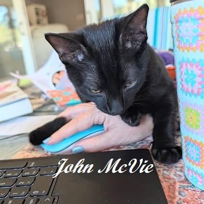 Enlarge John McVie - sweetest kitten ever with a heart of gold, a Adoptable Domestic Short Hair in Whispering Pines, NC image 4/4
