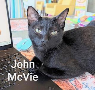 Enlarge John McVie - sweetest kitten ever with a heart of gold, a Adoptable Domestic Short Hair in Whispering Pines, NC image 1/4