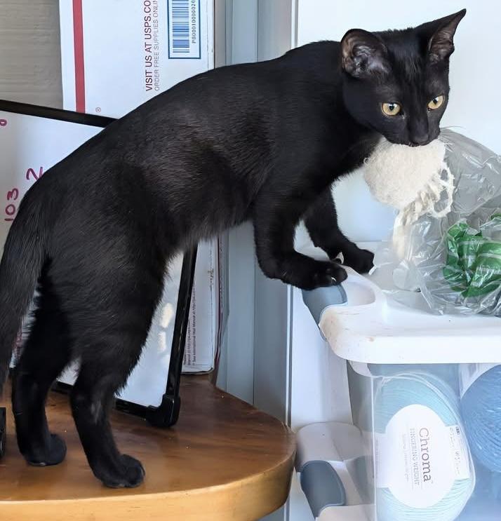 Enlarge John McVie - sweetest kitten ever with a heart of gold, a Adoptable Domestic Short Hair in Whispering Pines, NC image 3/4