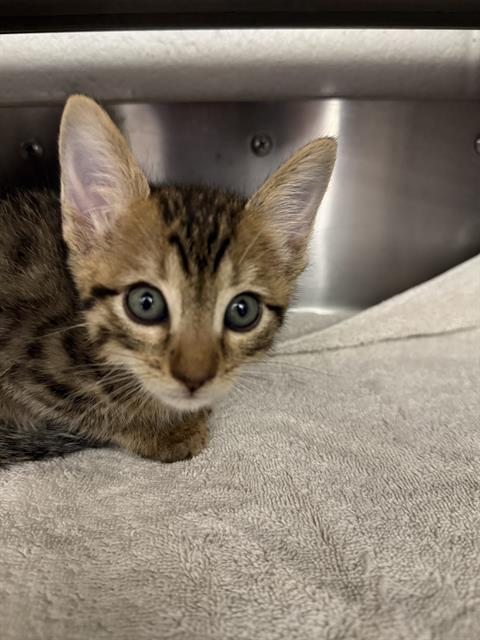 Enlarge MO, a Adoptable Domestic Short Hair in Chula Vista, CA image 1/1
