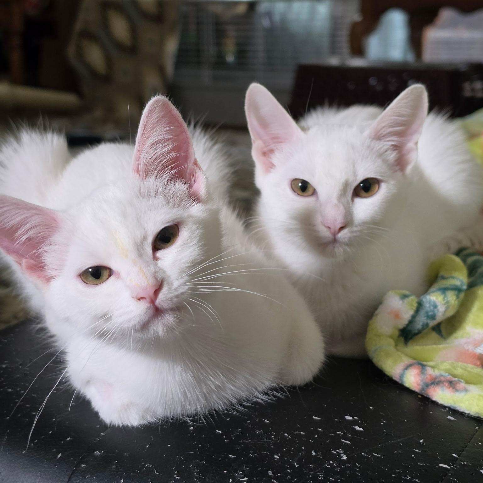 Sophia & Aurora, Adoptable, Kitten Female Domestic Short Hair.