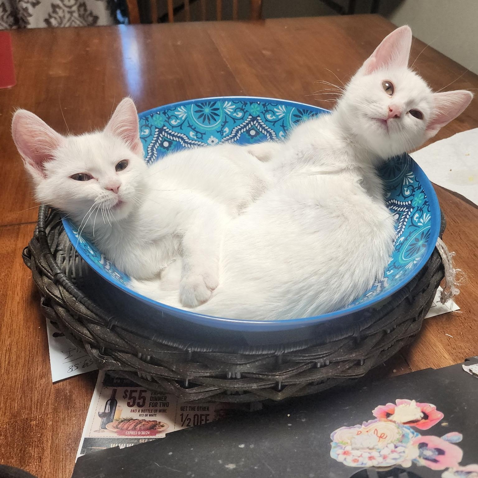 Enlarge Sophia & Aurora, a Adoptable Domestic Short Hair in Sacramento, CA image 2/3