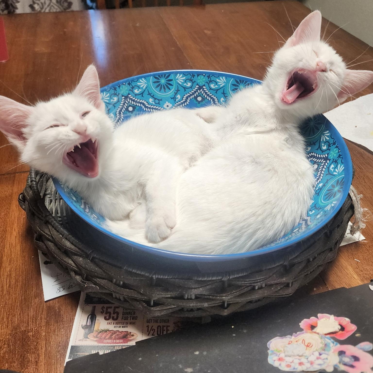 Enlarge Sophia & Aurora, a Adoptable Domestic Short Hair in Sacramento, CA image 3/3