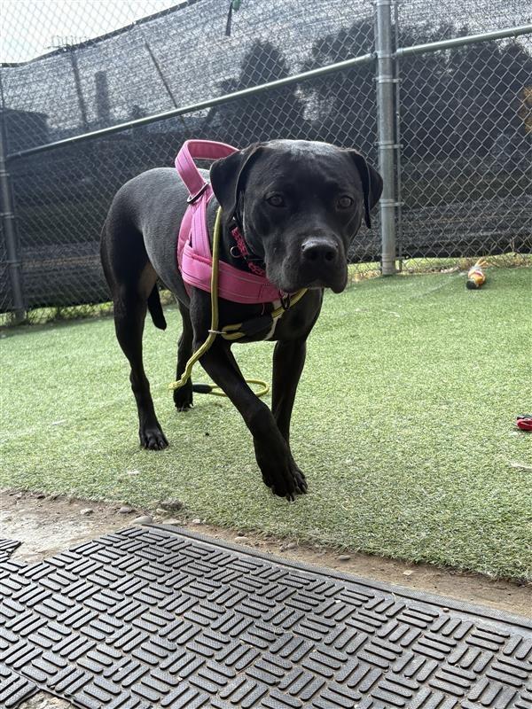 Blair, Adoptable, Young Female Pit Bull Terrier.