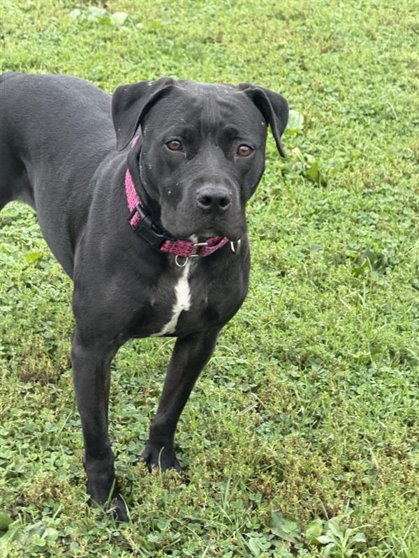 Enlarge Blair, a Adoptable Pit Bull Terrier in New Kensington, PA image 2/6