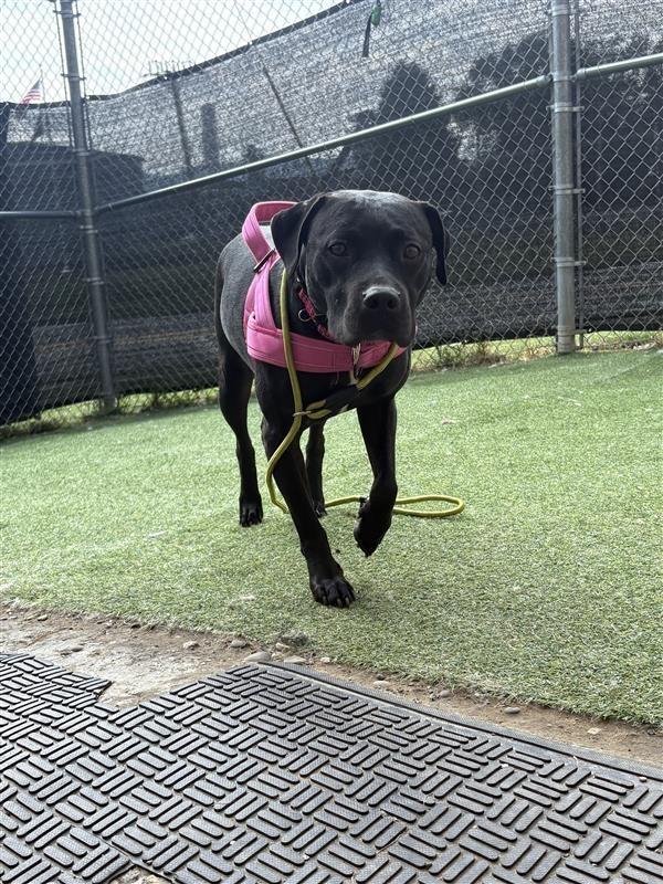 Enlarge Blair, a Adoptable Pit Bull Terrier in New Kensington, PA image 3/6
