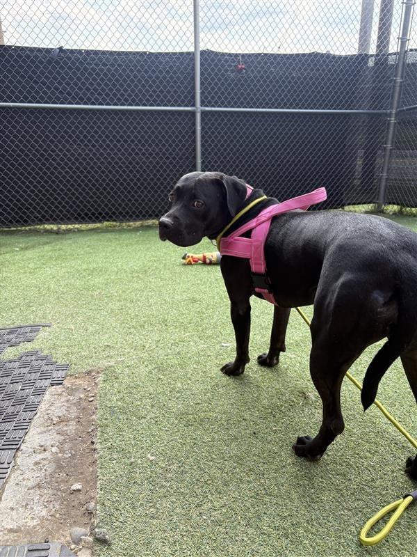 Enlarge Blair, a Adoptable Pit Bull Terrier in New Kensington, PA image 4/6