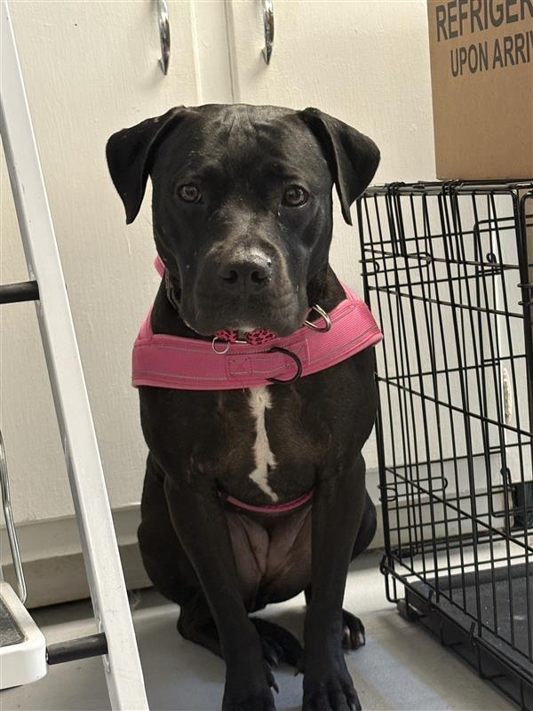 Enlarge Blair, a Adoptable Pit Bull Terrier in New Kensington, PA image 5/6